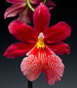 orchid